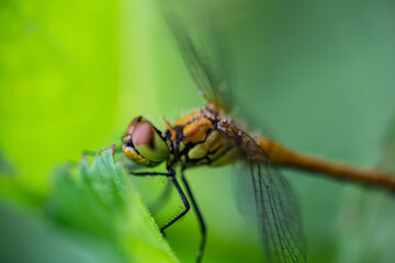 Macro photo dragonfly sitting on green leaf