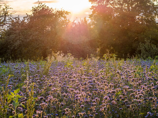Obraz premium Bienentrachtpflanzen Feld in der Abendsonne