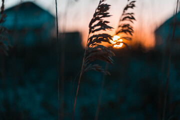 sunset in the grass