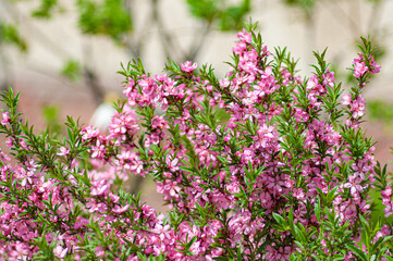 Obraz premium pink flowers in the garden