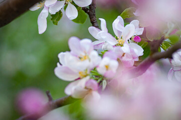 blooming apple tree