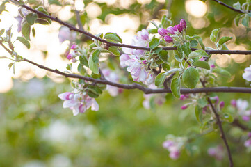 blooming apple tree
