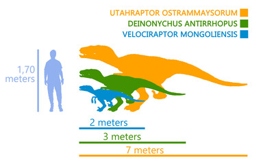 Comparison of the measurements between a man and the velociraptor dinosaur. Different kind of velociraptor in the same illustration.