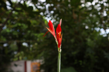 Beautiful Red flowers of Canna Indica with blur background. This plant also known as Canna...