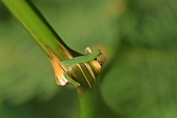 Blattwespenlarven am Stängel eines Adlerfarns