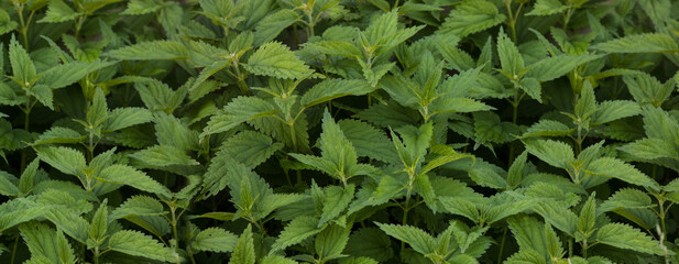 Beautiful texture of nettle. Top view. Copy space.