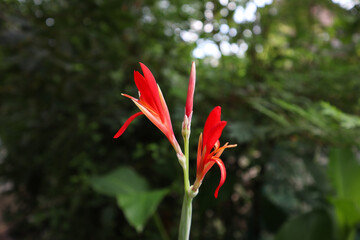 Beautiful Canna Indica Red flower with blur background. This plant also known as Canna paniculata,...