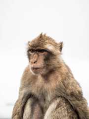 portrait of a young baboon