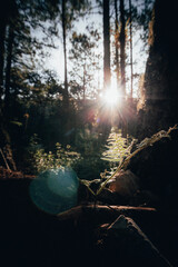 sunriseatforest