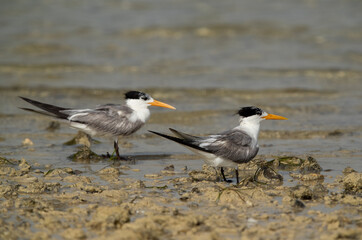 A pair of Greater Crested Tern at Busaiteen coast, Bahrain