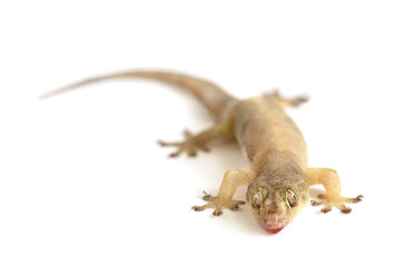 Closeup of a lizard crawling on a white background