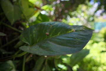 Honeybees building their nest (natural beehive) above a huge leaf.