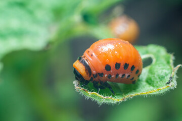Colorado potato beetle larvae eats potato leaves, damaging agriculture