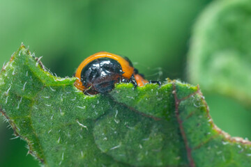 Colorado potato beetle larvae eats potato leaves, damaging agriculture