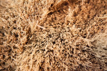 Abstract in dried straw