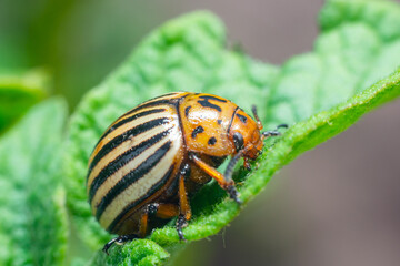 Crop pest, the Colorado potato beetle sits on the leaves of potatoes