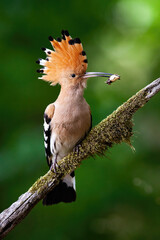 Attentive eurasian hoopoe, upupa epops, sitting on bough with moss with open crest in vertical...