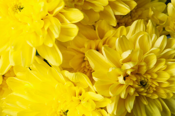 Beautiful yellow chrysanthemum on whole background, close up
