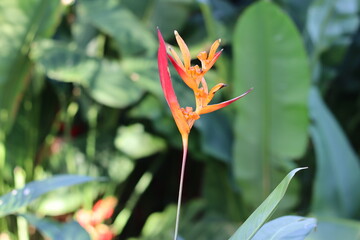 Flores, Plantas, Rosas, Natureza, Paisagem 