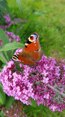 Peacock butterfly on butterfly bush