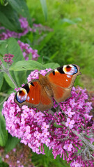 Peacock butterfly on butterfly bush