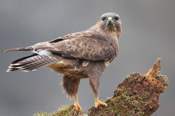 Cramenes, Leon/Spain; Feb. 15, 2020. The common buzzard (Buteo buteo) is a medium-to-large bird of prey which has a large range.