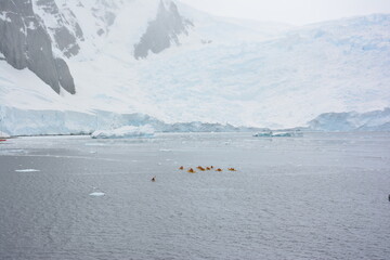Antarctica - Kayaks
