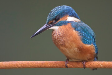 A young Common Kingfisher (Alcedo atthis) by the river on a beautiful branch, looking into the water, waiting for a fish.
