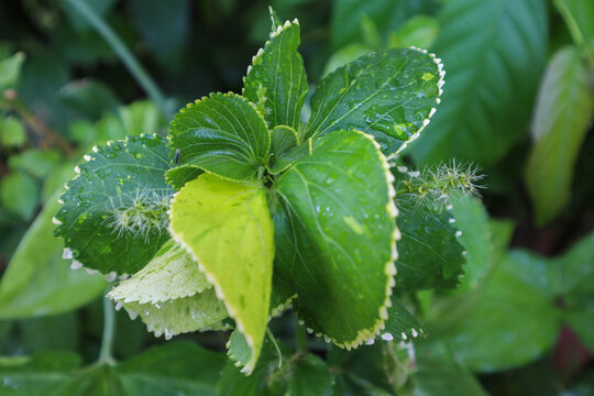 Beautiful foliage of acalypha wilkesiana leaves with a Leafhopper resting on it. This plant is also known as copperleaf and Jacob&rsquo;s coat. This plant is famous for its white hairs on leaf and stem. 