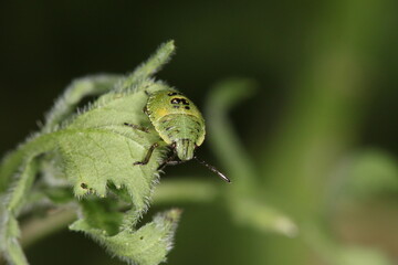 green beetle like bug sitting on a leaf