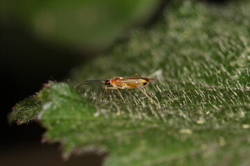 insect sitting on a green leaf