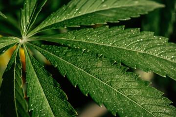 Growing organic cannabis background herb on the farm. Marijuana leaves cannabis plants a beautiful background Black background. Selective focus. Close-up