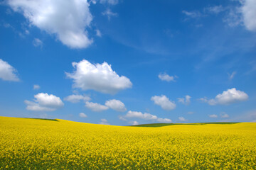 Naklejka premium Field of canola . Yellow rapeseed flower . Rapeseed is plant for green energy and green industry, golden flowering field. In a blue sky with wonderful little clouds