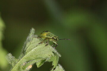 green beetle like bug sitting on a leaf
