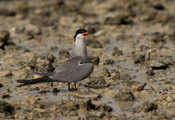 Terns are seabirds in the family Sternidae