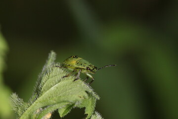green beetle like bug sitting on a leaf