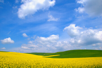 Field of canola . Yellow rapeseed flower . Rapeseed is plant for green energy and green industry, golden flowering field. In a blue sky with wonderful little clouds