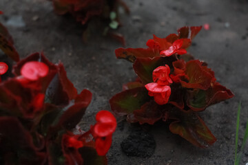 Red flowers of blooming begonia on a flower bed in the garden. Begonia variety evergreen (Begonia semperflorens) Cocktail.