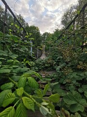 tropical jungle in thailand