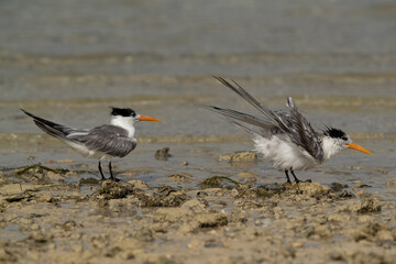 Greater Crested Tern  preenng at Busaiteen coast, Bahrain