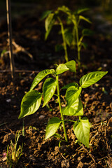 young sweet pepper plant in the ground
