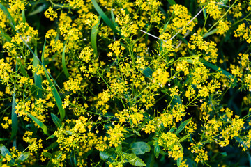 abstract background with yellow flowers