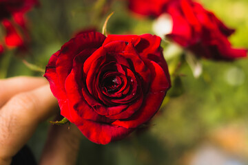 red velvet rose in hand after rain