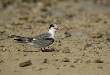 A juvenile White-cheeked Tern at Busaiteen coast, Bahrain