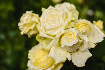 Fototapeta na wymiar yellow rose with water drops in the garden 