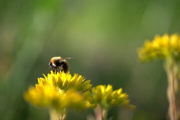 bee on flower,bee, flower, insect, nature,plant, nectar,pollination, flowers,green, fly, pollen, animal,yellow
