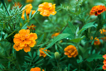orange flowers marigold in the garden after the rain 