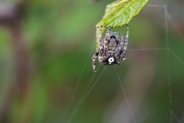 Spider in its natural environment with cobweb.