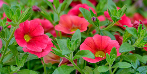 Beautiful red flowers of the plant calibrachoa.