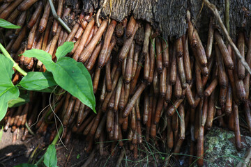 Spooky Dense Roots of Royal Palms Tree. Scary pattern wallpaper.